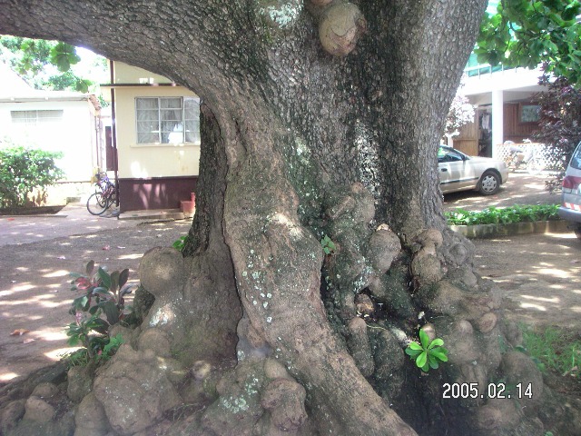 Mauritius 2004 025.jpg